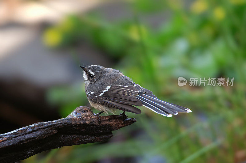 灰扇尾(Rhipidura albiscapa)